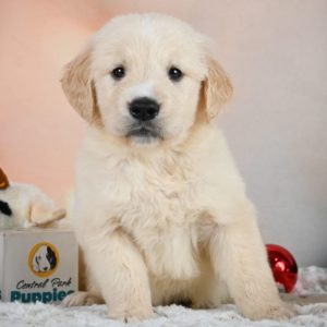 Golden Retriever Puppy for Sale