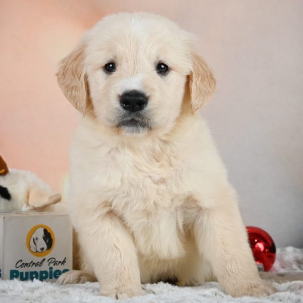 Golden Retriever Puppy for Sale