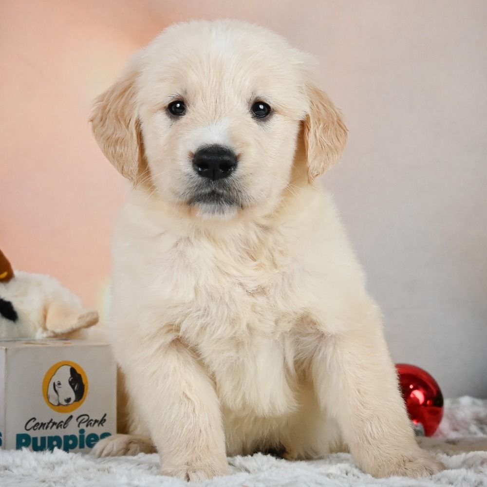 Golden Retriever Puppy for Sale in NYC