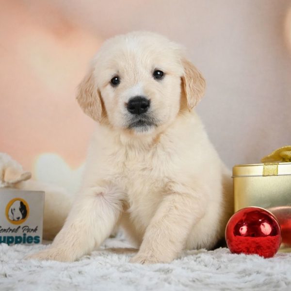 Golden Retriever Puppy for Sale