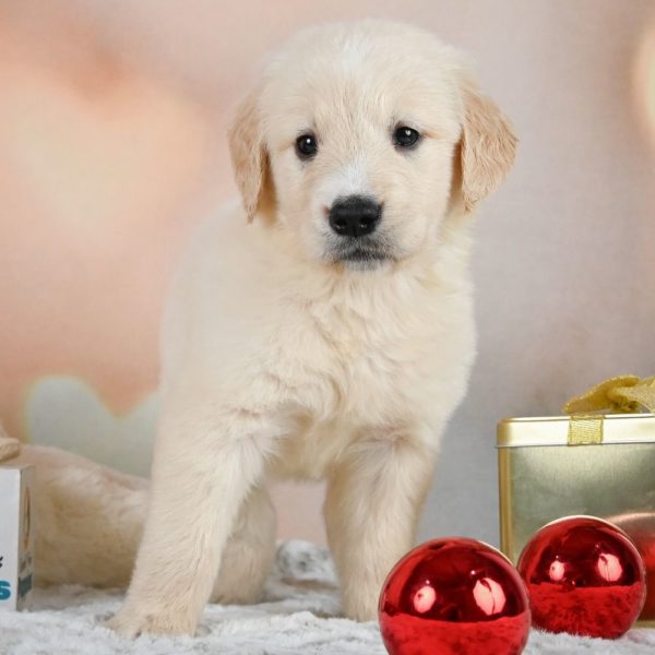 Golden Retriever Puppy for Sale