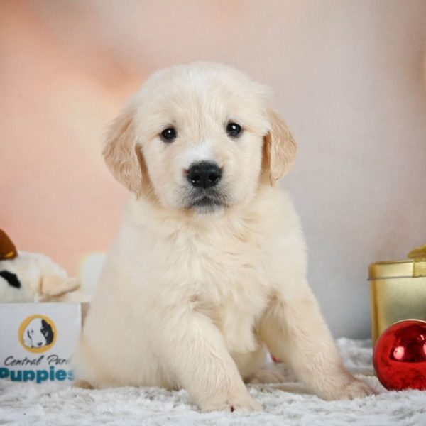 Golden Retriever Puppy for Sale