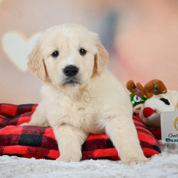 Golden Retriever Puppy for Sale