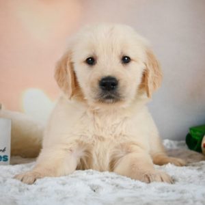 Golden Retriever Puppy for Sale