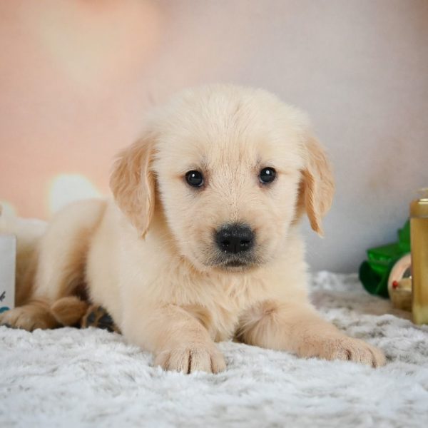 Golden Retriever Puppy for Sale