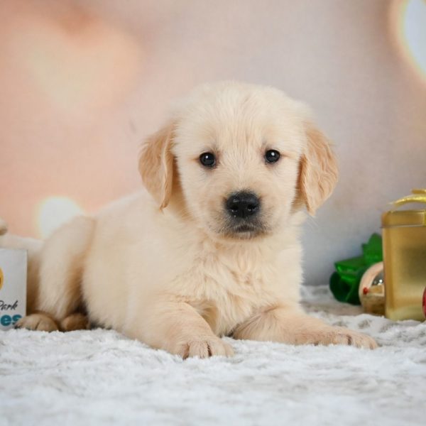 Golden Retriever Puppy for Sale