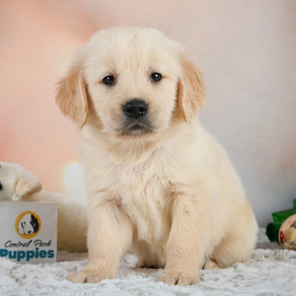 Golden Retriever Puppy for Sale