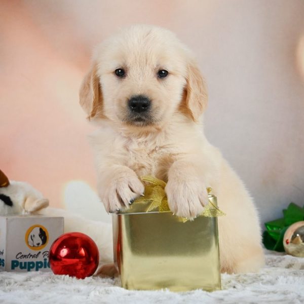 Golden Retriever Puppy for Sale