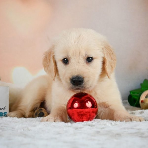 Golden Retriever Puppy for Sale