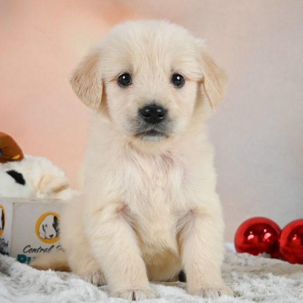 Golden Retriever Puppy for Sale