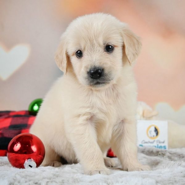 Golden Retriever Puppy for Sale