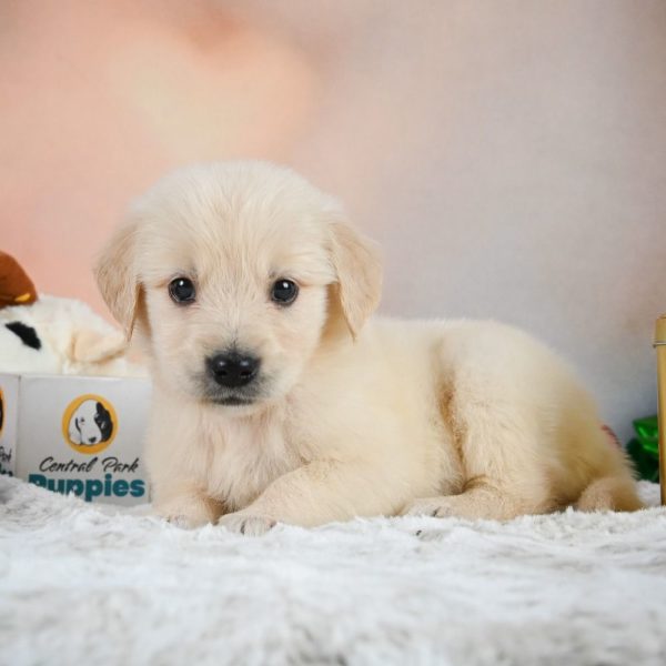 Golden Retriever Puppy for Sale