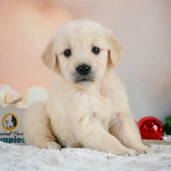 Golden Retriever Puppy for Sale