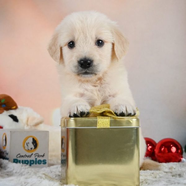 Golden Retriever Puppy for Sale