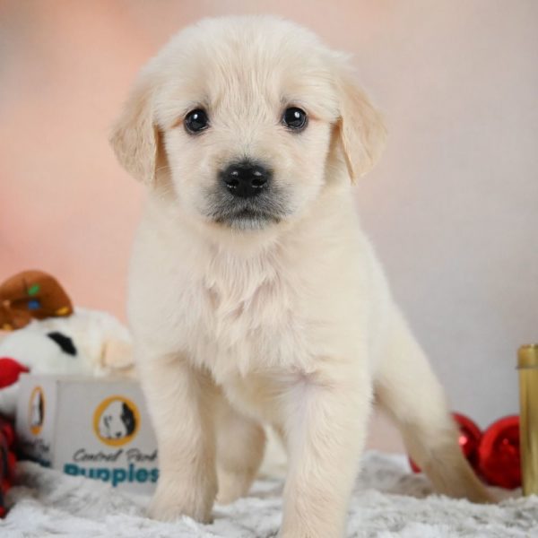 Golden Retriever Puppy for Sale