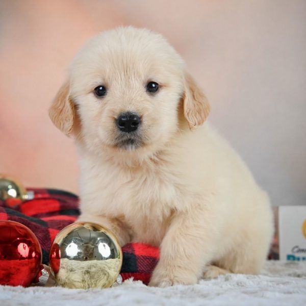 Golden Retriever Puppy for Sale