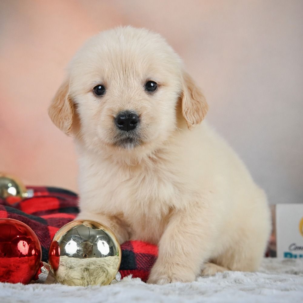 Golden Retriever Puppy for Sale in NYC