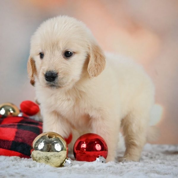 Golden Retriever Puppy for Sale