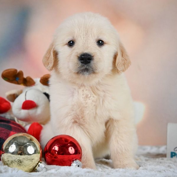 Golden Retriever Puppy for Sale