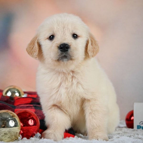 Golden Retriever Puppy for Sale