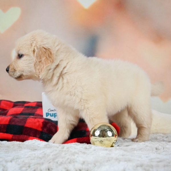 Golden Retriever Puppy for Sale