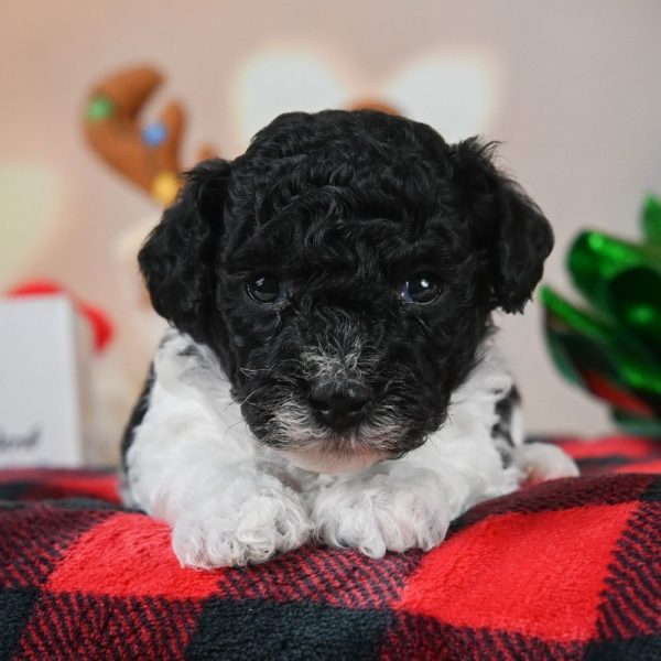 Toy Poodle Puppy for Sale