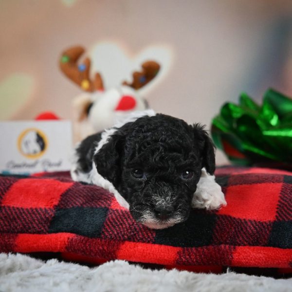 Toy Poodle Puppy for Sale