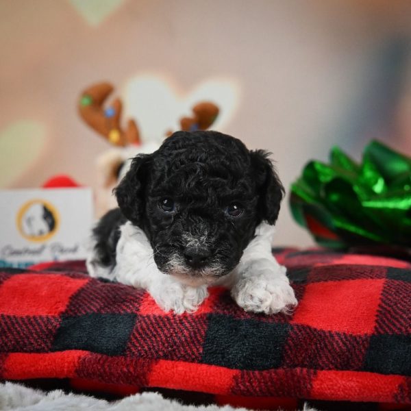 Toy Poodle Puppy for Sale