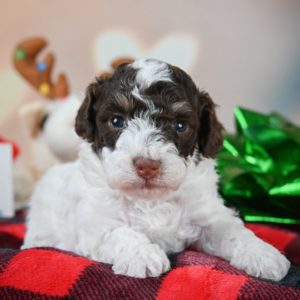 Toy Poodle Puppy for Sale