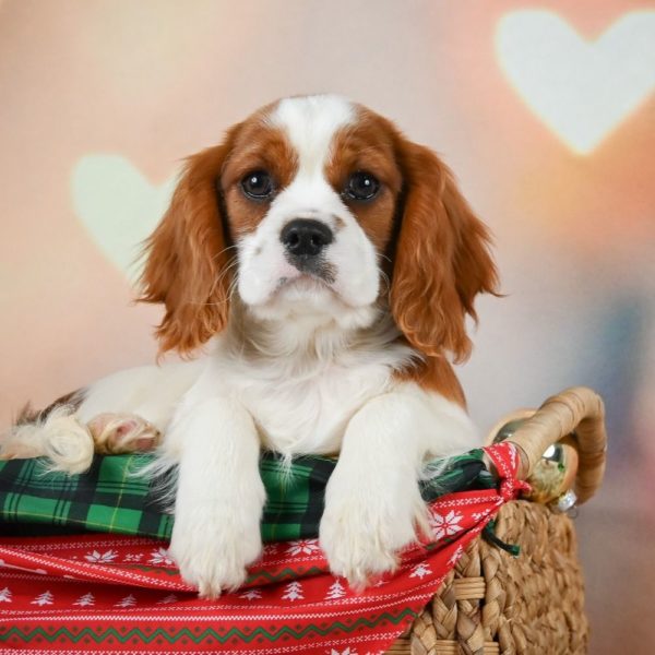 Cavalier King Charles Spaniel Puppy for Sale