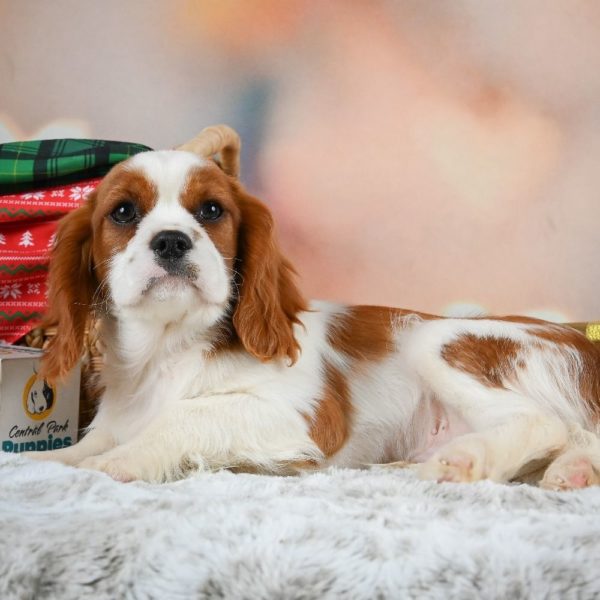 Cavalier King Charles Spaniel Puppy for Sale