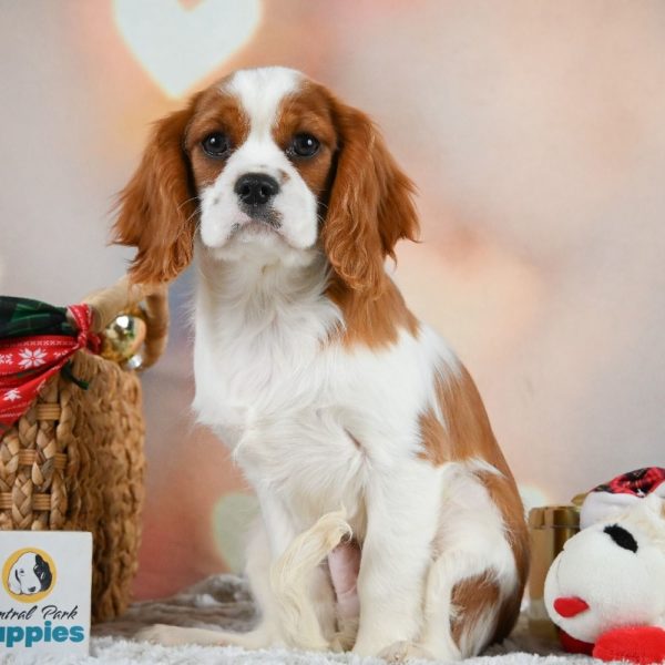 Cavalier King Charles Spaniel Puppy for Sale