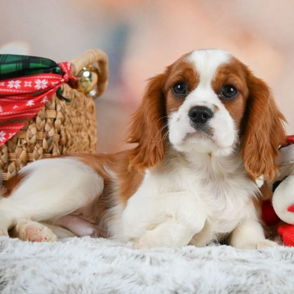 Cavalier King Charles Spaniel Puppy for Sale