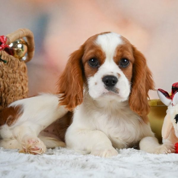 Cavalier King Charles Spaniel Puppy for Sale