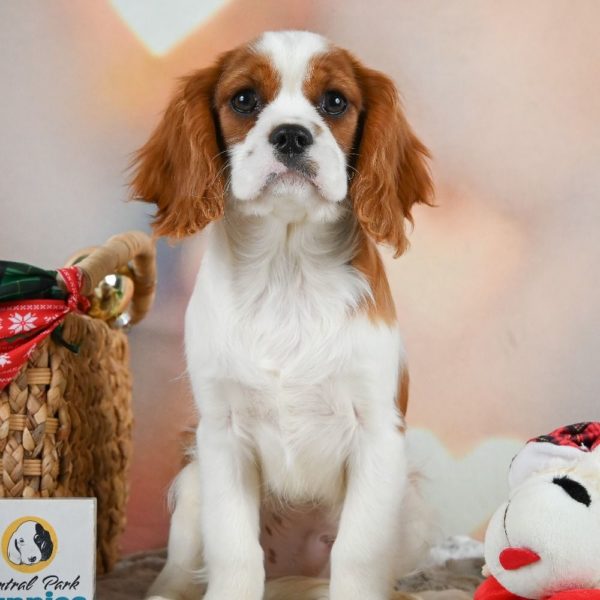 Cavalier King Charles Spaniel Puppy for Sale