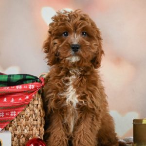 F1 Cavapoo Puppy for Sale