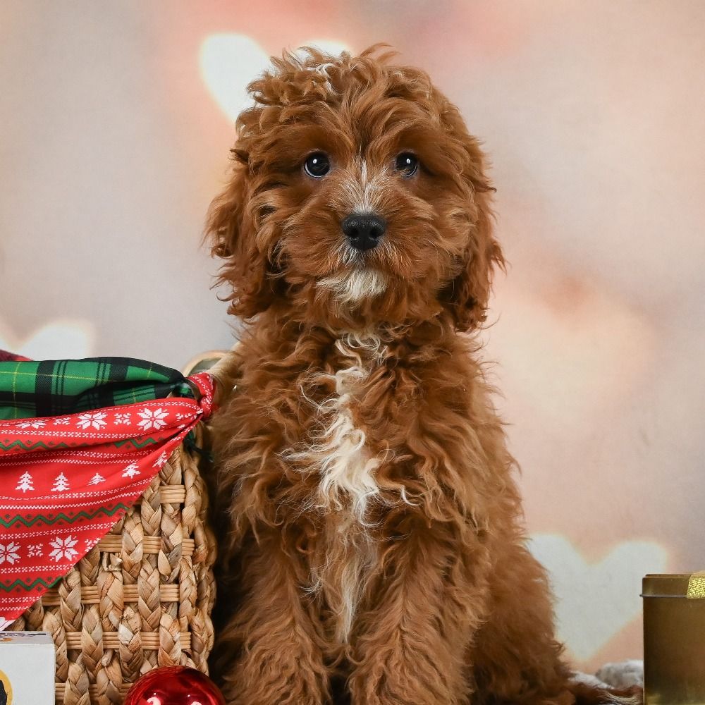 F1 Cavapoo Puppy for Sale in NYC