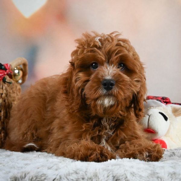 F1 Cavapoo Puppy for Sale