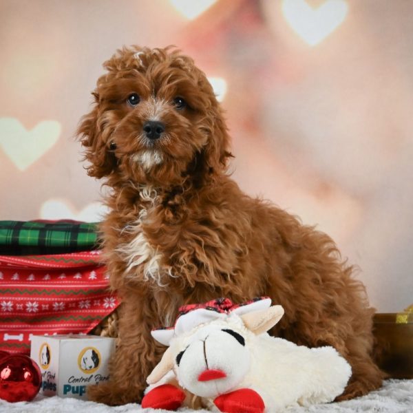 F1 Cavapoo Puppy for Sale