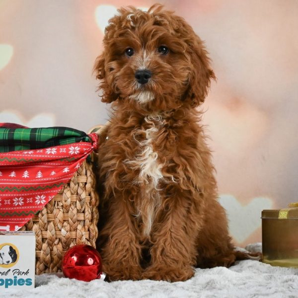 F1 Cavapoo Puppy for Sale