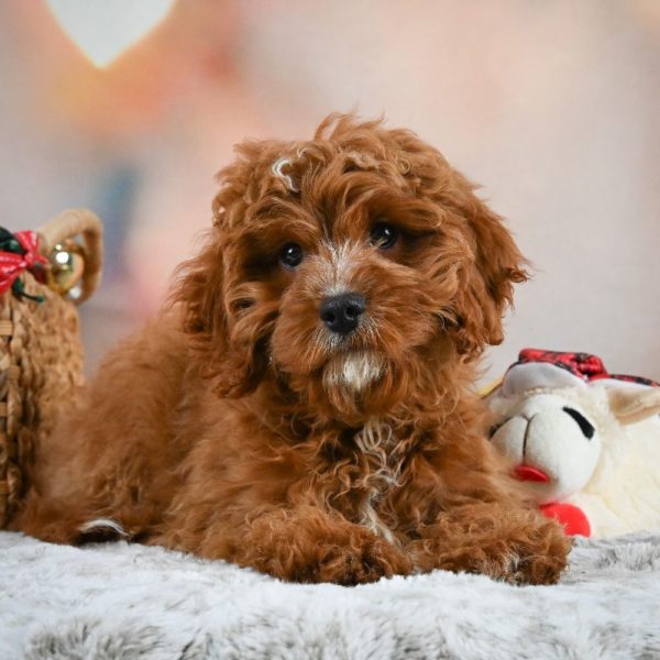 F1 Cavapoo Puppy for Sale