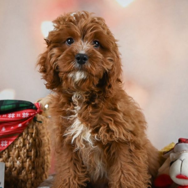 F1 Cavapoo Puppy for Sale