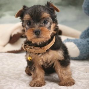 Yorkshire Terrier Puppy for Sale