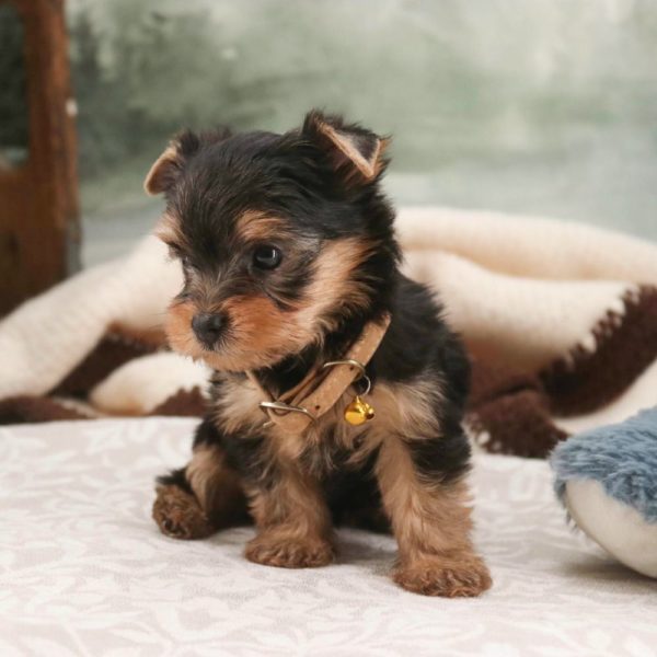 Yorkshire Terrier Puppy for Sale