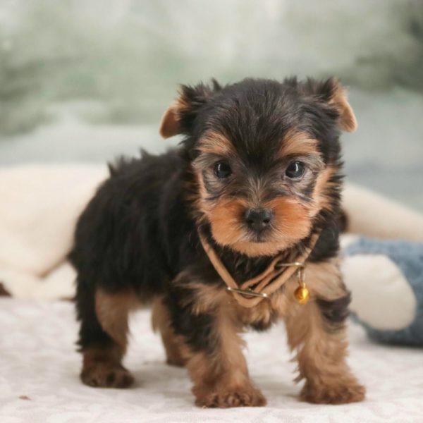 Yorkshire Terrier Puppy for Sale