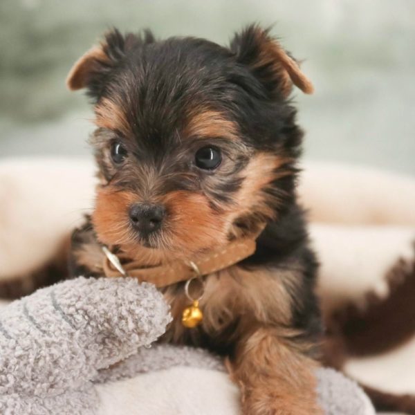 Yorkshire Terrier Puppy for Sale