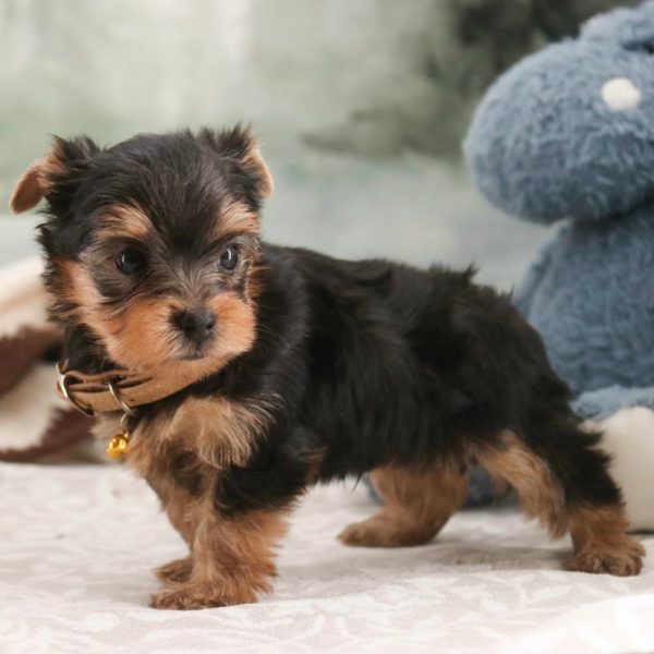 Yorkshire Terrier Puppy for Sale