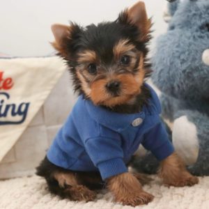 Yorkshire Terrier Puppy for Sale