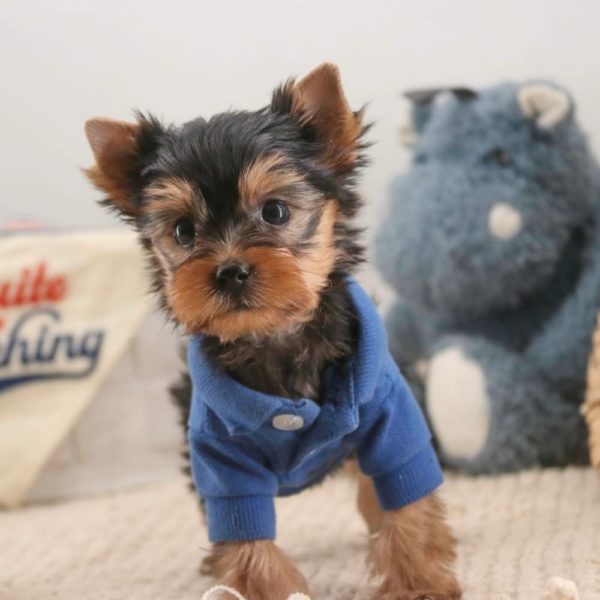 Yorkshire Terrier Puppy for Sale