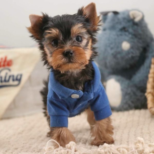 Yorkshire Terrier Puppy for Sale